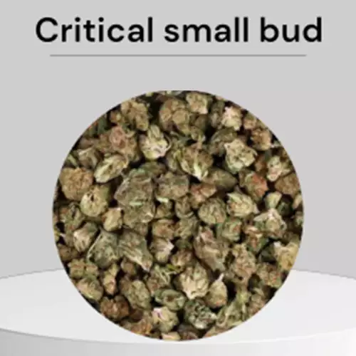 Critical Kush small bud